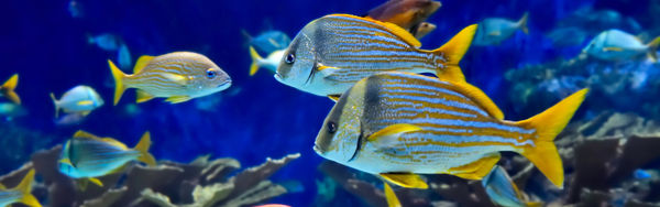 壁纸 动物 海底 海底世界 海洋馆 水族馆 鱼 鱼类 600_188